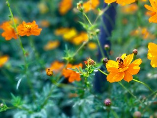 butterfly on yellow flower