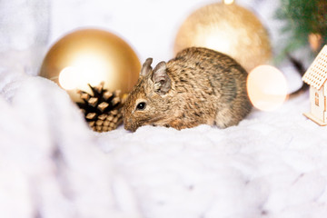 Symbol of 2020, the rat mouse sits among Christmas decorations