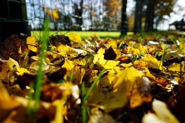 Yellow leaves