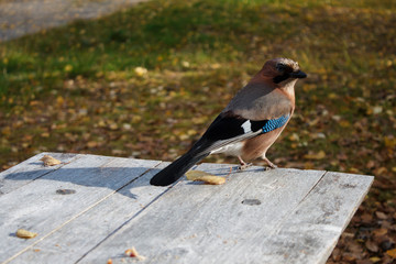 an adult forest Jay sits on a wooden table