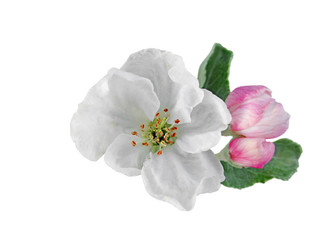 Fototapeta na wymiar Beautiful white flower isolated on a white background