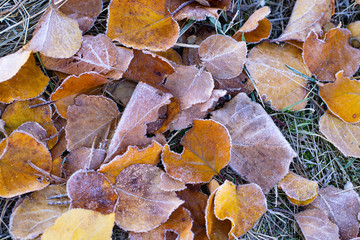 Many frozen leafs at the forest ground end of autumn starting of winter