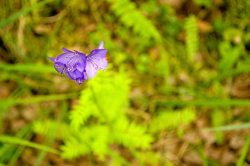 Cute forest flower close-up. Purple flower with yellow stamens close-up on a green foliage background