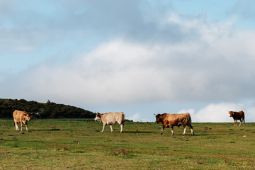 Vacas y toro, ganado en los Lagos de Covadonga Asturias, Montañas de España