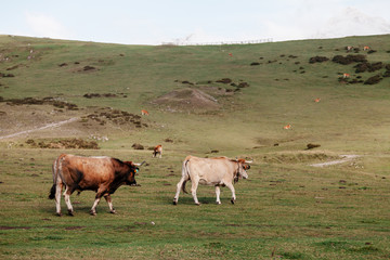 Vacas y toro, ganado en los Lagos de Covadonga Asturias