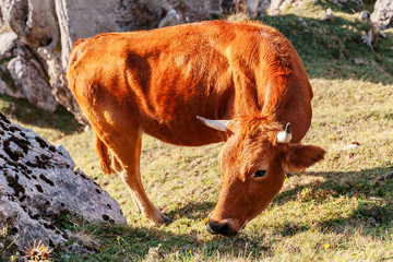 vaca asturiana comiendo en el campo