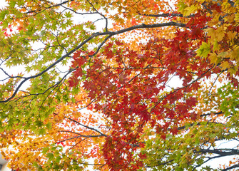 colorful of maple tree in autumn season , nikko japan