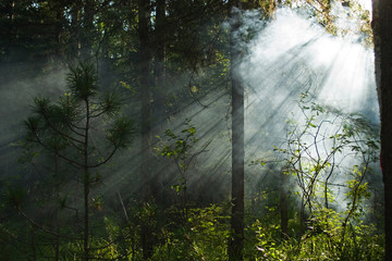 Summer evening sun in a thick coniferous forest break through the smoke. Formed beautiful bright beads rays