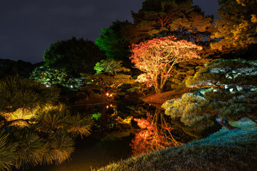 Fototapeta na wymiar 秋の紅葉のライトアップ, An Illumination of Maple Trees and Leaves at Night in Autumn