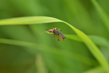 longhorn beetle crawling on grass