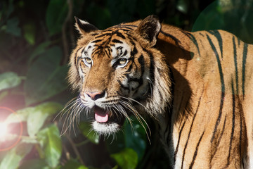 Photos of tiger naturally.