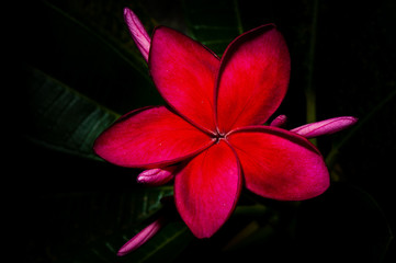 Red plumeria are tropical trees famous