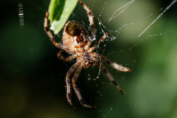 Araña 