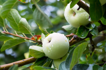 green apples in the apple tree wet by the morning dew