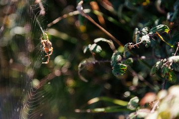 Araña 