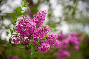 Beautiful Branch of Spring Lilac close-up, selective focus.