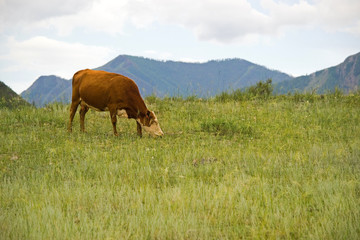 A brown cow grazes on a meadow eating fresh grass against the backdrop of the mountains. A rural landscape with a cow and mountains. Altai