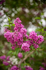 Obraz na płótnie Canvas Beautiful Branch of Spring Lilac close-up, selective focus.