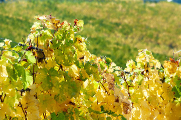 Vineyard in the hills of the Riesling wine area Moselle.