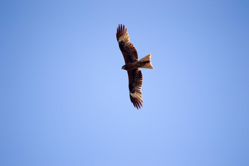 Eagle with open wings soaring high in the blue sky