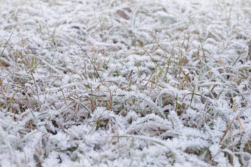 Grass covered with frost in the autumn