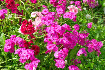 Obraz premium pink flowers in the garden