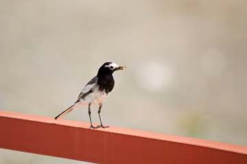 A small bird sitting on the railing with a beetle caught by a beetle in its beak. Little hunter
