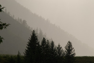 Naklejka premium Silhouettes of slopes of hills, mountains and coniferous trees - firs, larches, pines in gloomy foggy weather. Altai