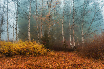 Misty morning in autumn birch forest