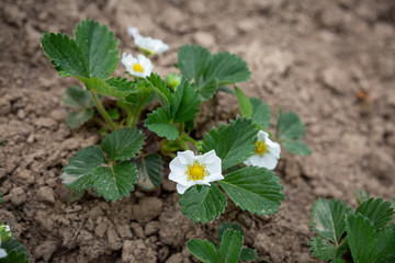 Plants of blossoming strawberries on beds in spring garden. a strawberry seedling in the spring.
