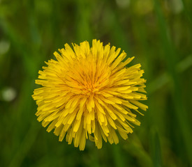 dandelion flower in grass isolated