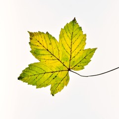 Hoja de arce cambiando de color en otoño