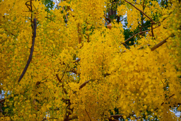 Cassia fistula, Cassia fistula from Thailand country