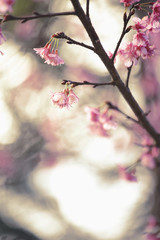 Beautiful Cherry Blossom or Sakura flower,soft focus and color toned.