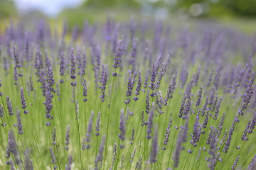 信州音楽村のラベンダー