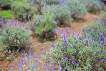 信州音楽村のラベンダー