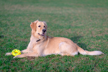 Obraz na płótnie Canvas Beautiful golden retriever dog lie down with his yellow toy on a meadow outdoors.