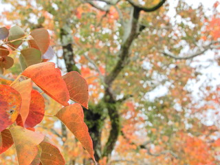 紅葉