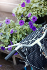 Part of vintage bicycle and  purple flowers of Vinca minor.Selective focus and color toned.
