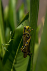 Close up of green yellow grasshopper on daylight.