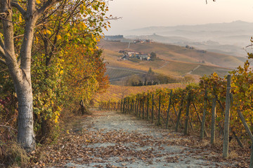 Vineyards, near Alba, Langhe, Piedmont, Italy