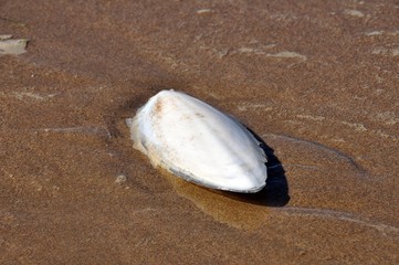 Sepiaschale am Strand