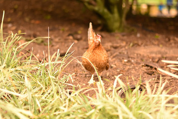 Galinha no quintal