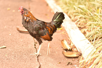 Galo caminhando na rua 
