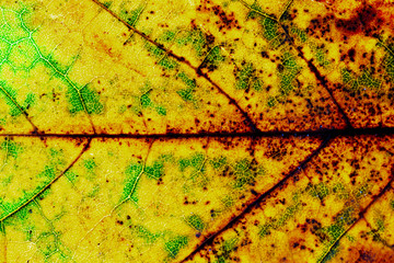 the colors and texture of autumn leaves art from nature