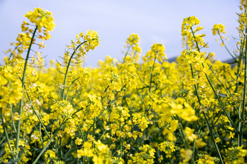 Obraz premium Yellow field rapeseed in bloom in Bulgaria.