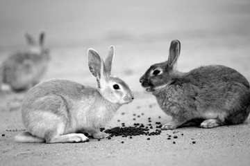 Sweet rabbit background photo