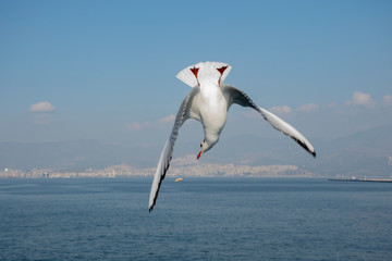 Three seagulls flying in the sky. Seagull catching food outdoors. Writing space. Background. Wall paper.