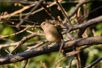 ジョウビタキ女子