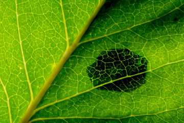 Macro of green leaf with black cancerous tissue - slightly tilted